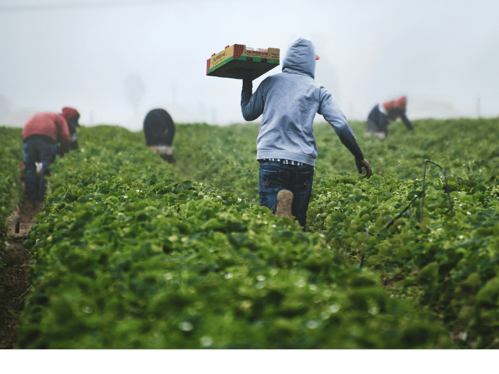 ReFED Announces Nearly $1 Million in Grants to Five Organizations Addressing Food Loss on Farms Through Its Catalytic Grant Fund